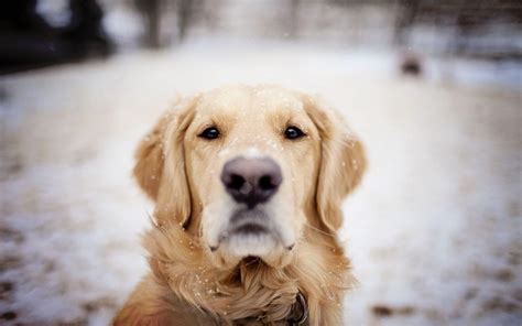 Winter Puppies Wallpapers - Wallpaper Cave