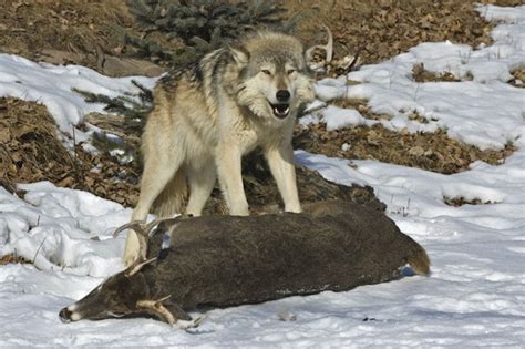 Gray wolf on prey | Wolf Facts and Information