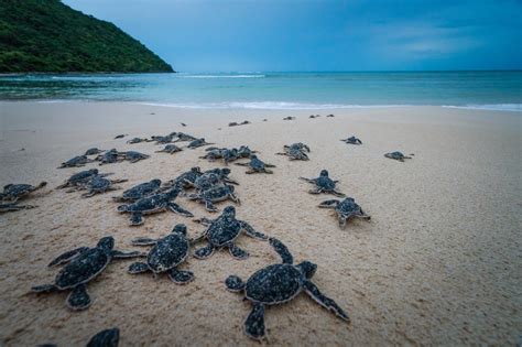 Sea turtle conservation in Vietnam's Con Dao Island (photos) | Tuoi Tre ...