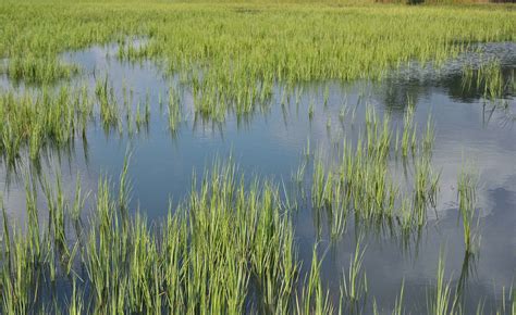 Why We Conserve Salt Marshes - Lowcountry Land Trust