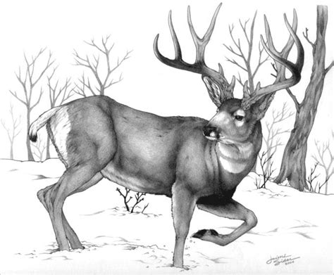 24+ Free Deer Drawings & Designs