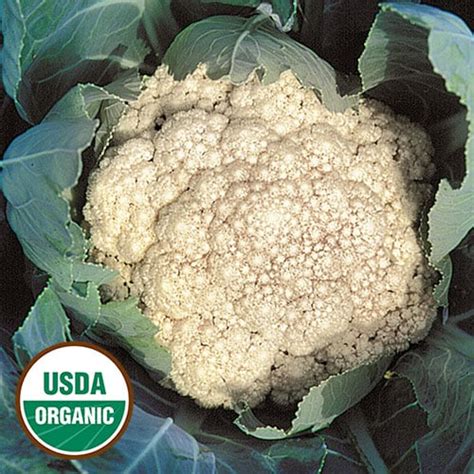 Early Snowball Organic Cauliflower - Seed Savers Exchange