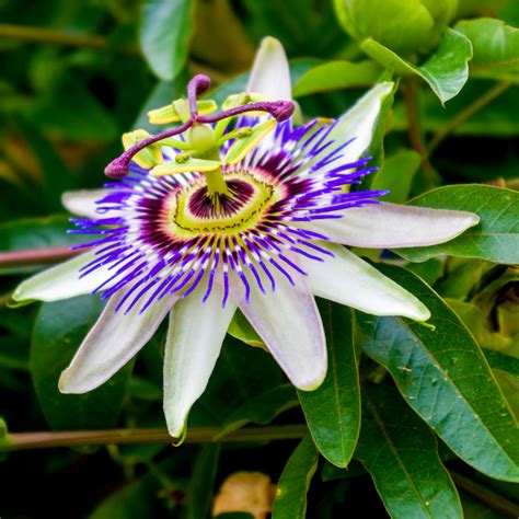 Passiflora Caerulea, Blue Passion Flower in 2L Pots, Tasty Edible Fruit ...