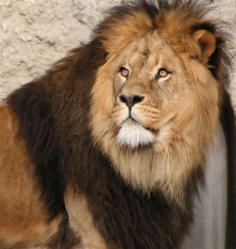 Big Male Lion | This image is in the public domain. Learn mo… | Flickr