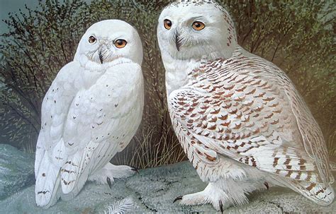 Tundra Sovereigns (Snowy Owls) - Strix Editions