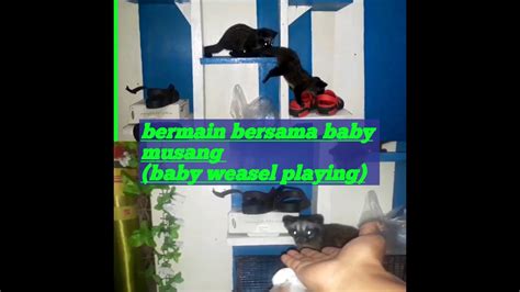 Baby musang asik bermain (baby weasel playing) - YouTube