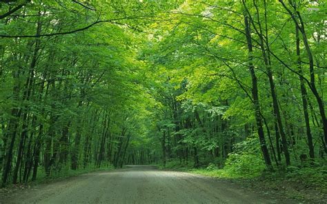 Free photo: Green Tree - Green, Greenery, Nature - Free Download - Jooinn