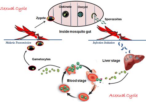 Recent Advances in Antimalarial Drug Discovery — Challenges and ...