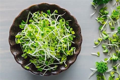 Broccoli Sprouts: Benefits, How To Grow Them & Uses In The Kitchen