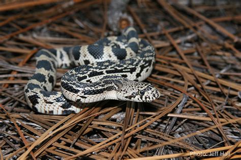 Wildlife Commission says snakes are out too, so coexist | Coastal Review