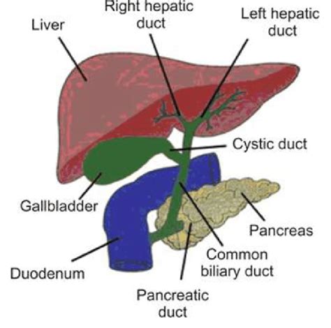 Conjugado eu reclamo jeans biliary tract anatomy Discriminação Detector ...