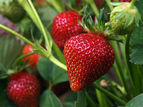 Strawberry | Strawberry plants, Growing strawberries, Strawberry varieties