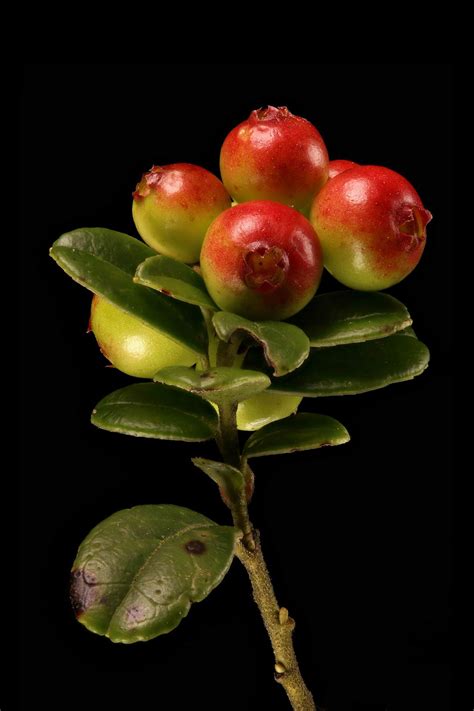 Vaccinium vitis-idaea L. | Plants of the World Online | Kew Science