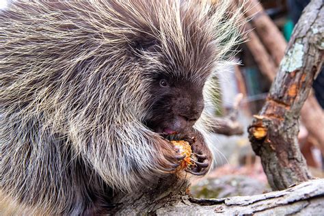 North American Porcupine | The Maryland Zoo