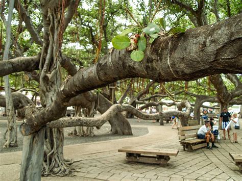 Lahaina Banyan Tree | Maui Urban Icon