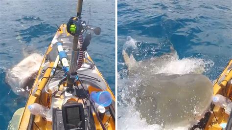 Huge Shark Attacks Fisherman On Kayak, Insane Video!