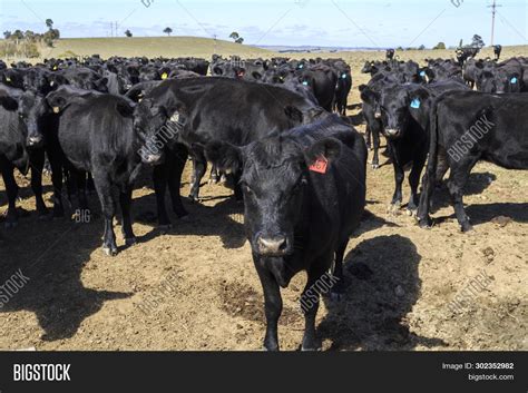 Black Angus Cattle Image & Photo (Free Trial) | Bigstock