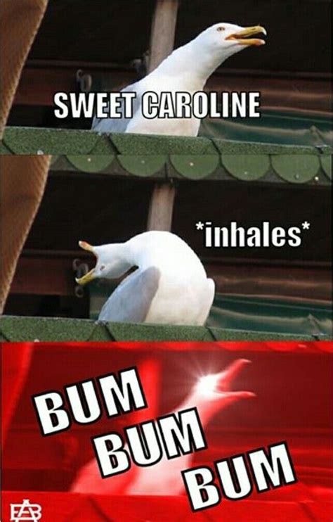 These seagull memes are getting out of hand 😂😂😂