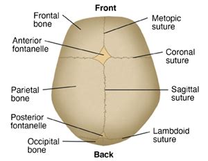 Anatomy of a Newborn Baby’s Skull | Spectrum Health Lakeland