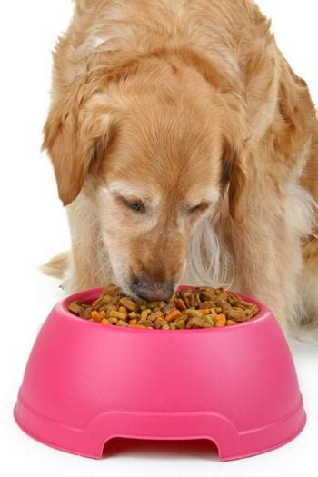 Best Dog Food for Golden Retrievers: 5 Vet Recommended Brands – Top Dog ...