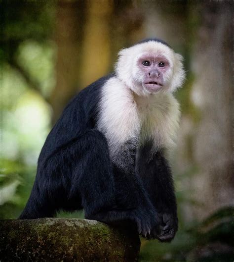 @joancarroll: White Faced Capuchin Monkey Costa Rica IIi https ...