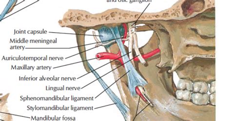 Head and Neck Anatomy: Middle Meningeal Artery