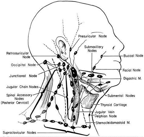 Lymph Node Map Face