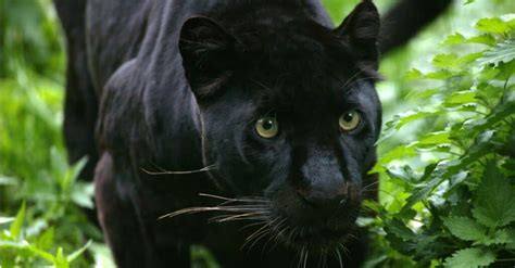 Jaguar vs Panther: 6 Key Differences Explained - IMP WORLD