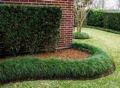 11 Best Monkey Grass ideas | monkey grass, grass, garden landscaping