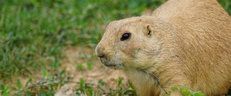 Professional Gopher Removal Services