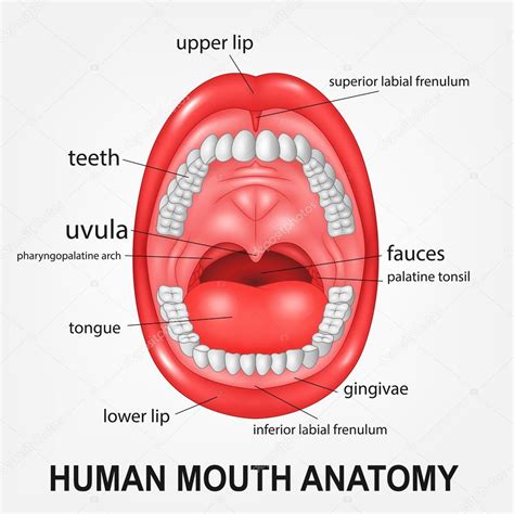 human mouth anatomy – picture of human body with organs labeled – QFB66