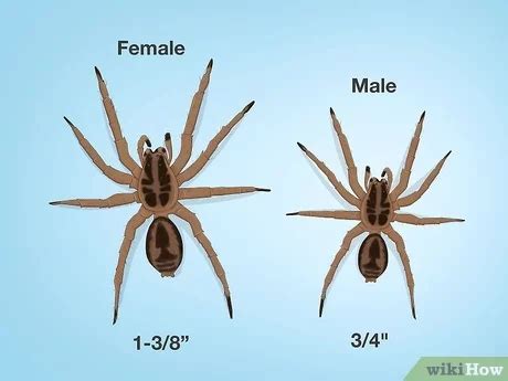 Wolf Spider Identification Chart