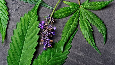 Linalool 101: This Underrated Terpene May Change Your Life