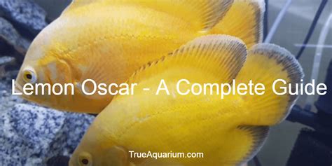 Lemon Oscar - A Complete Guide - True Aquarium