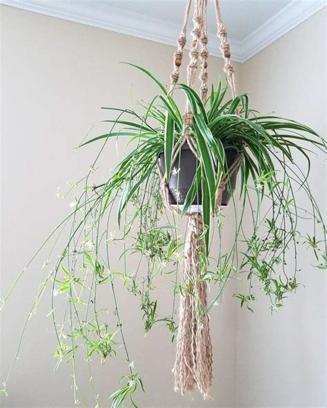 spider plant hanging plants plant babies plant display green foliage ...