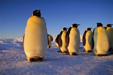 Emperor penguin | Characteristics, Height, Habitat, Diet, & Facts ...