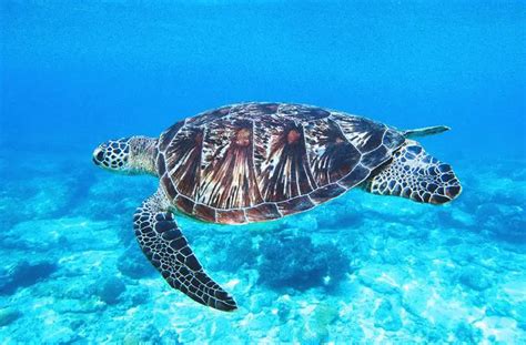 Green Sea Turtle | The Animal Facts | Diet, Habitat, Breeding, Behaviour