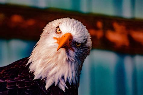 Free Images : bald eagle, beak, bird of prey, accipitriformes ...