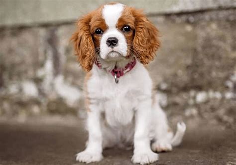 King Charles Spaniel Puppies for Sale | Central Park Puppies