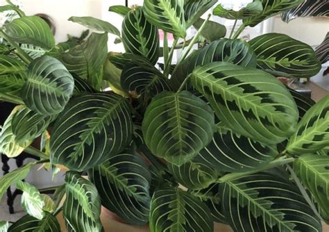 How to Care for A Prayer Plant - Maranta (With Pictures) - Smart Garden ...