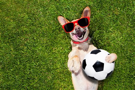 Coupe du monde 2018: habillez votre chien en supporter des Diables ...