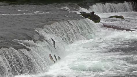 Salmon Jumping up the Brooks Falls in Alaska Stock Footage #AD ,#Brooks ...