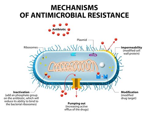 Mechanisms Of Drug Resistance Concept Map - Map