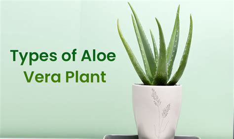 Different Types of Aloe Vera Plant Varieties - embracegardening