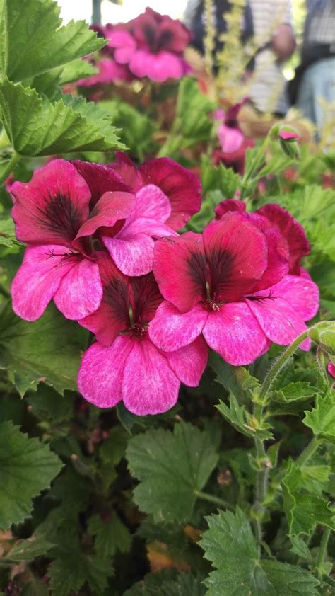 Pelargonium grandiflorum Willd., Large-flower pelargonium (World flora ...