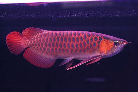 Indahnya gan... Gambar Foto Ikan Arwana Golden Red Ini | Info Terbaru 2017