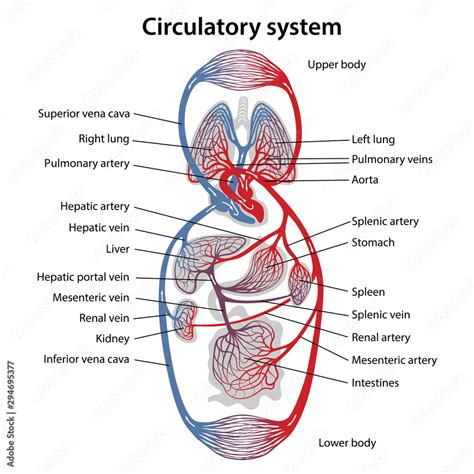 Human circulatory system. Diagram of circulatory system with main parts ...