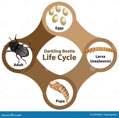 Diagrama Que Muestra El Ciclo De Vida Del Escarabajo Oscuro Ilustración ...