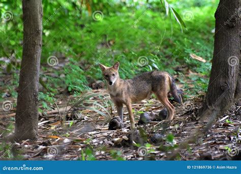 Indian jackal stock photo. Image of habitat, animal - 121869736