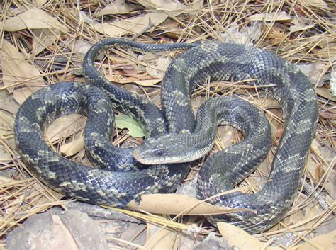 Texas Rat Snake - Size, Appearance, Pictures, Habitat, Facts